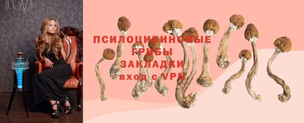 индика Снежногорск